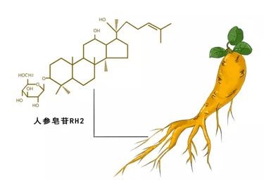 科普：人參皂苷Rh2的效果是看含量還是濃度？