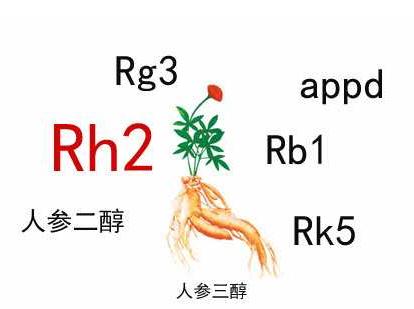 中藥人參皂苷的輔助作用，Rh2和Rg3都不錯