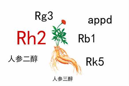 人參皂苷的免疫調(diào)節(jié)作用有什么特殊之處？